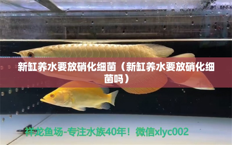 新缸养水要放硝化细菌（新缸养水要放硝化细菌吗） 硝化细菌