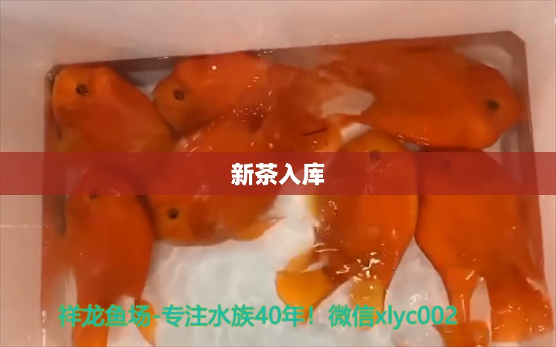 新茶入库 观赏鱼论坛 第1张