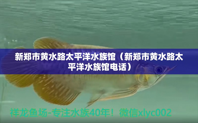 新郑市黄水路太平洋水族馆（新郑市黄水路太平洋水族馆电话）