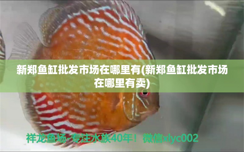 新郑鱼缸批发市场在哪里有(新郑鱼缸批发市场在哪里有卖) 海水鱼（海水鱼批发） 第1张