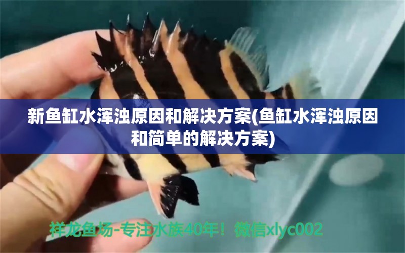 新鱼缸水浑浊原因和解决方案(鱼缸水浑浊原因和简单的解决方案)