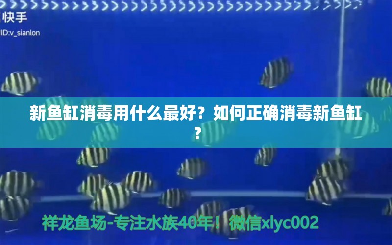 新鱼缸消毒用什么最好？如何正确消毒新鱼缸？