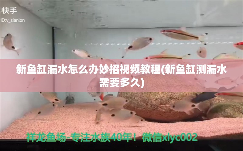 新鱼缸漏水怎么办妙招视频教程(新鱼缸测漏水需要多久)