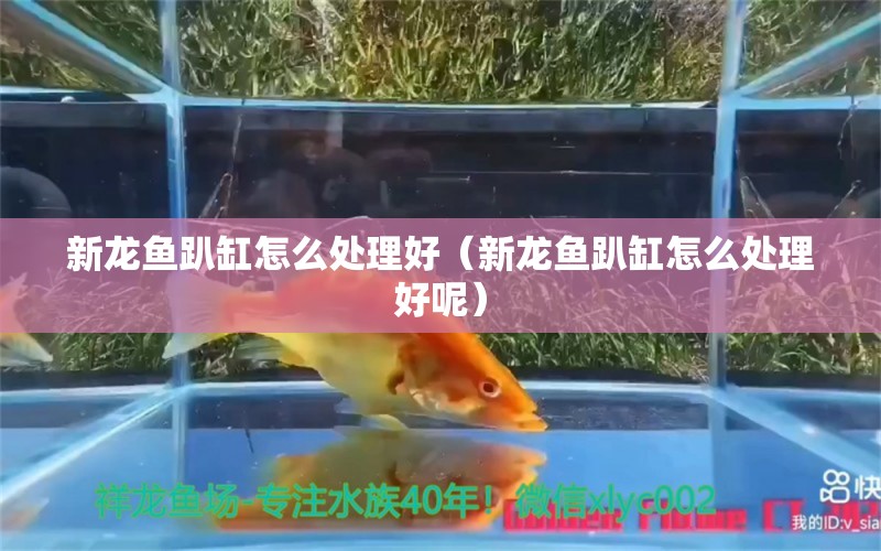 新龙鱼趴缸怎么处理好（新龙鱼趴缸怎么处理好呢）