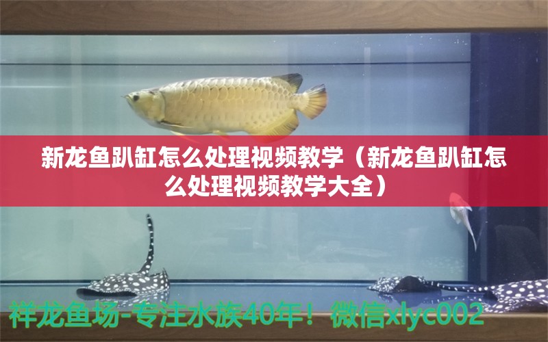 新龙鱼趴缸怎么处理视频教学（新龙鱼趴缸怎么处理视频教学大全）