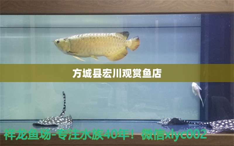 方城县宏川观赏鱼店 全国水族馆企业名录