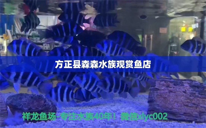 方正县森森水族观赏鱼店