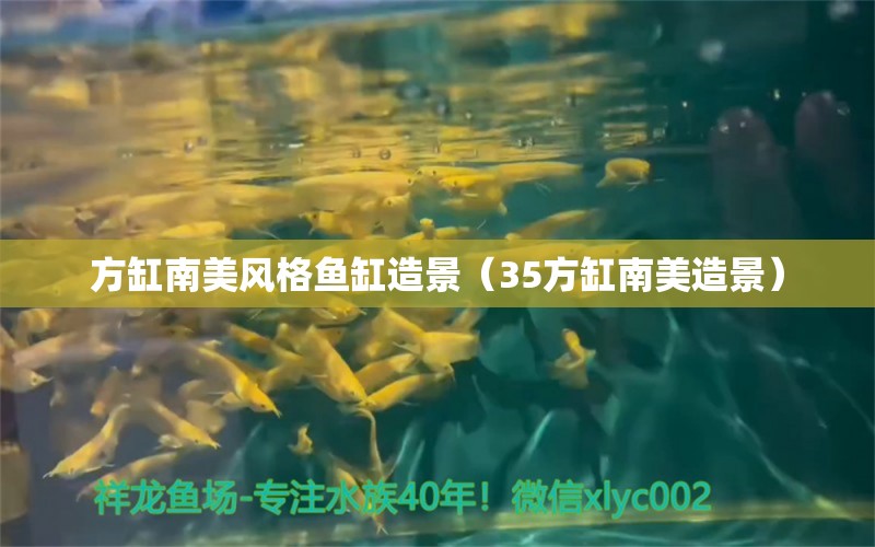 方缸南美风格鱼缸造景（35方缸南美造景） 观赏鱼市场（混养鱼）