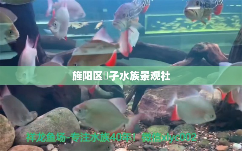 旌阳区鱻孑水族景观社