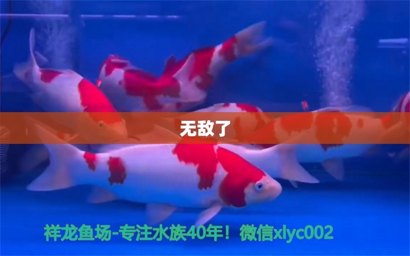 无敌了 广州水族器材滤材批发市场