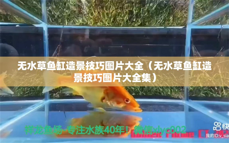 无水草鱼缸造景技巧图片大全（无水草鱼缸造景技巧图片大全集）