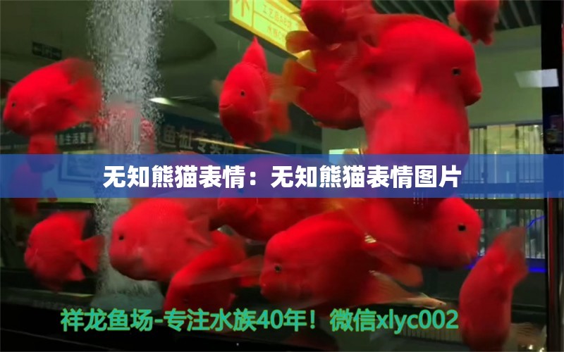 无知熊猫表情：无知熊猫表情图片