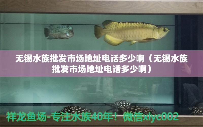 无锡水族批发市场地址电话多少啊（无锡水族批发市场地址电话多少啊）