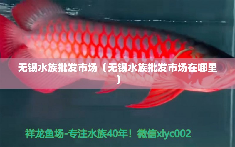 无锡水族批发市场（无锡水族批发市场在哪里）