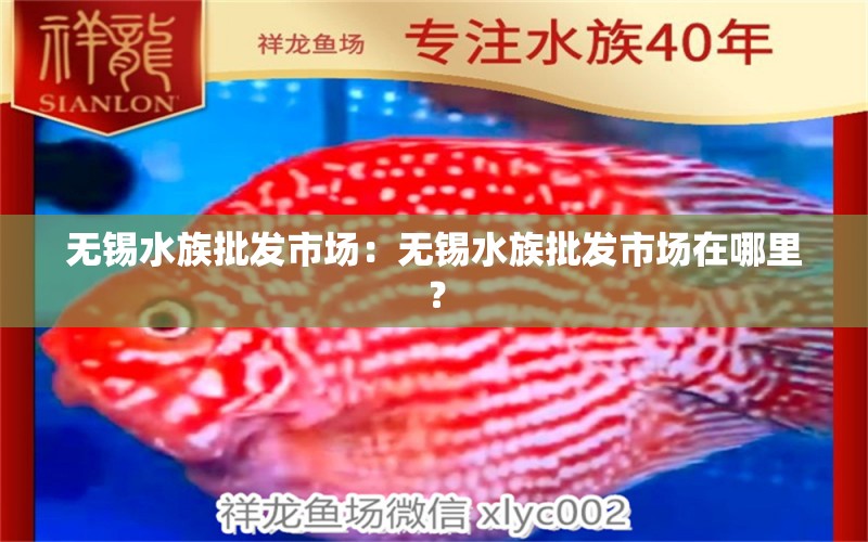 无锡水族批发市场：无锡水族批发市场在哪里？ 全国观赏鱼市场 第3张