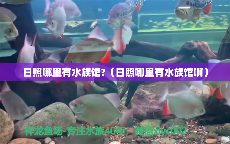 日照哪里有水族馆?（日照哪里有水族馆啊）