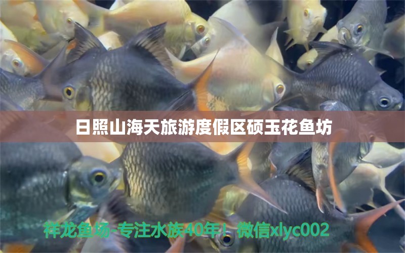 日照山海天旅游度假区硕玉花鱼坊 全国水族馆企业名录