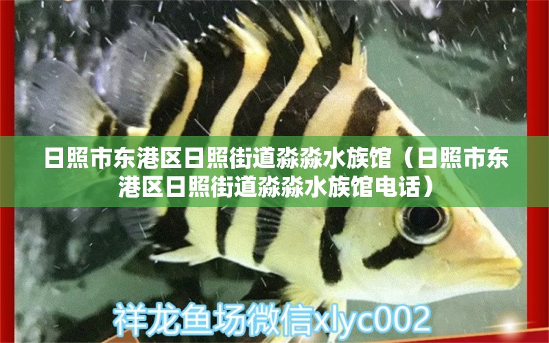 日照市东港区日照街道淼淼水族馆（日照市东港区日照街道淼淼水族馆电话）