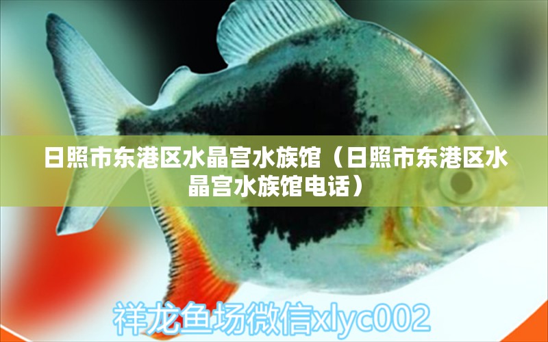 日照市东港区水晶宫水族馆（日照市东港区水晶宫水族馆电话）