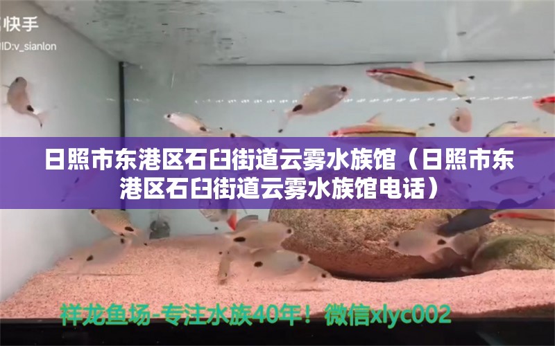 日照市东港区石臼街道云雾水族馆（日照市东港区石臼街道云雾水族馆电话） 全国水族馆企业名录