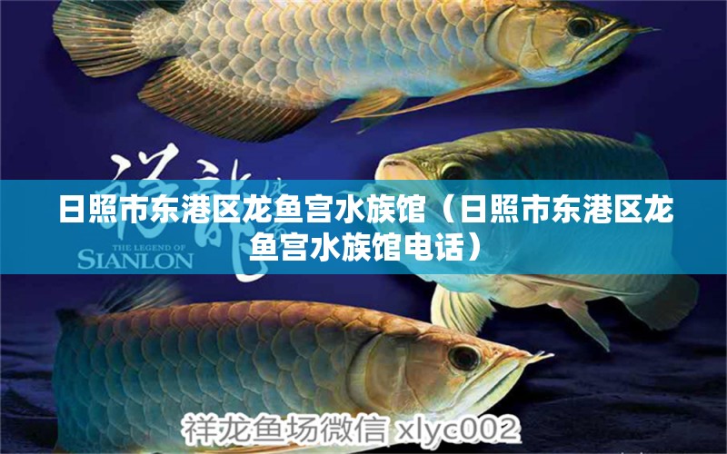 日照市东港区龙鱼宫水族馆（日照市东港区龙鱼宫水族馆电话）