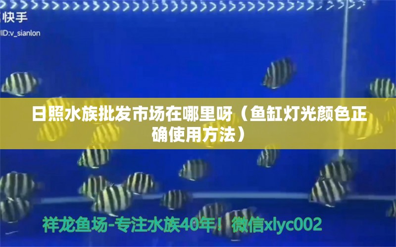 日照水族批发市场在哪里呀（鱼缸灯光颜色正确使用方法） 速倍妥鱼粮鱼药 第1张