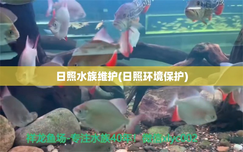 日照水族维护(日照环境保护) 细线银版鱼