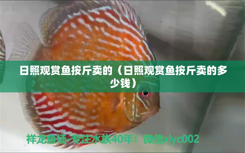 日照观赏鱼按斤卖的（日照观赏鱼按斤卖的多少钱） 祥龙水族医院