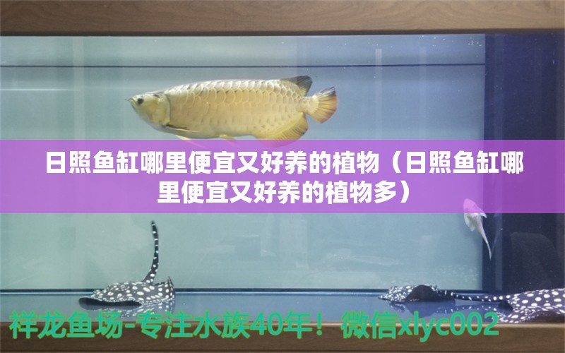 日照鱼缸哪里便宜又好养的植物（日照鱼缸哪里便宜又好养的植物多）