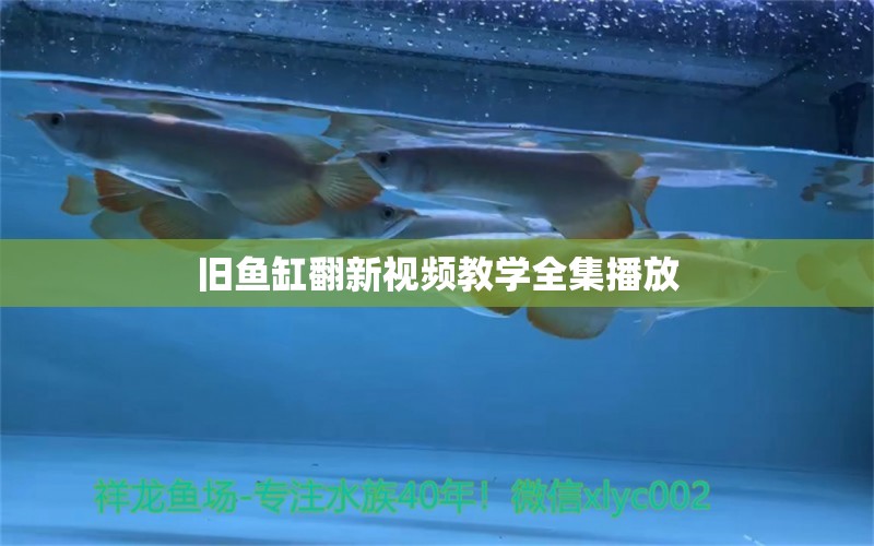 旧鱼缸翻新视频教学全集播放