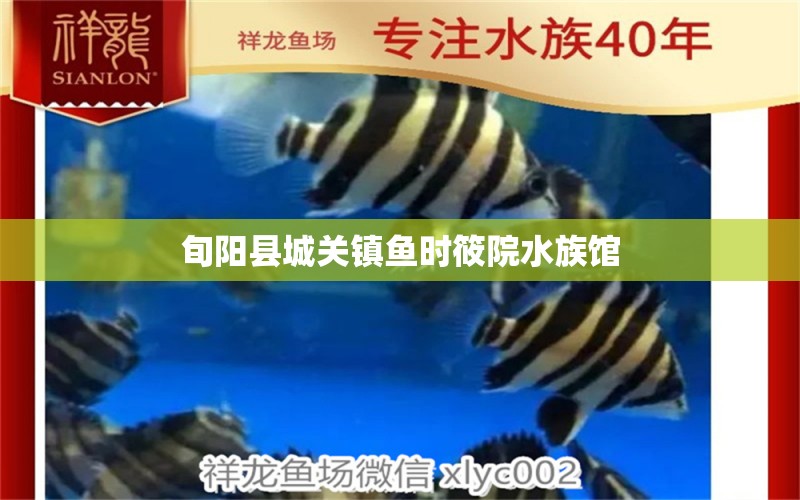 旬阳县城关镇鱼时筱院水族馆