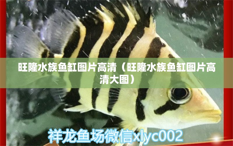 旺隆水族鱼缸图片高清（旺隆水族鱼缸图片高清大图）