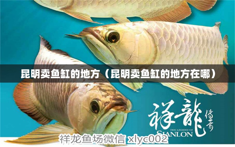 昆明卖鱼缸的地方（昆明卖鱼缸的地方在哪） 其他品牌鱼缸