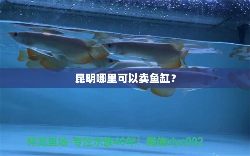 昆明哪里可以卖鱼缸？