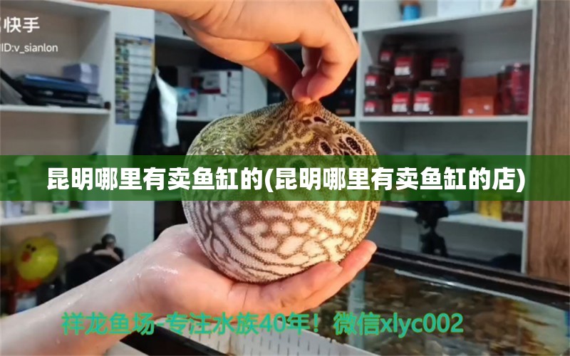 昆明哪里有卖鱼缸的(昆明哪里有卖鱼缸的店) 七彩神仙鱼