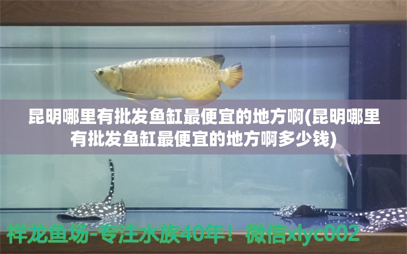 昆明哪里有批发鱼缸最便宜的地方啊(昆明哪里有批发鱼缸最便宜的地方啊多少钱) 生态瓶/创意缸/桌面微景缸