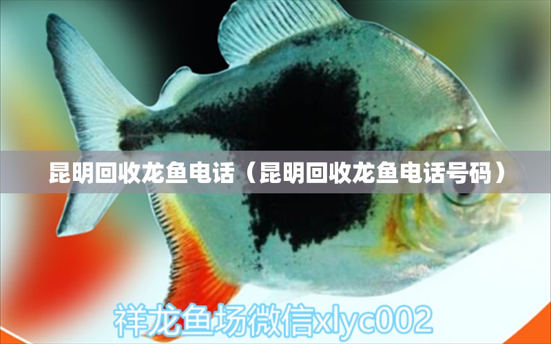 昆明回收龙鱼电话（昆明回收龙鱼电话号码） 祥龙水族医院