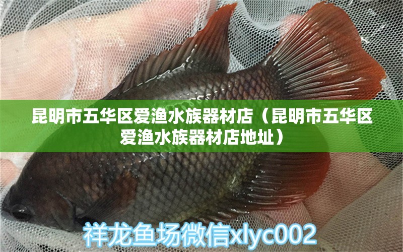 昆明市五华区爱渔水族器材店（昆明市五华区爱渔水族器材店地址）