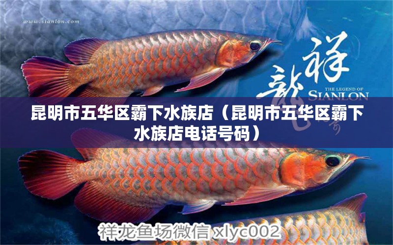 昆明市五华区霸下水族店（昆明市五华区霸下水族店电话号码）