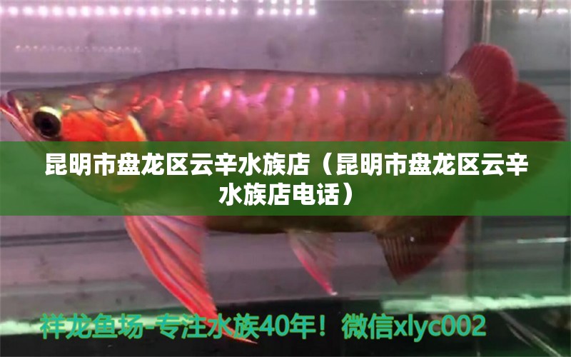 昆明市盘龙区云辛水族店（昆明市盘龙区云辛水族店电话）