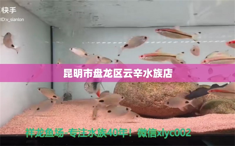 昆明市盘龙区云辛水族店