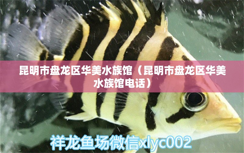 昆明市盘龙区华美水族馆（昆明市盘龙区华美水族馆电话）