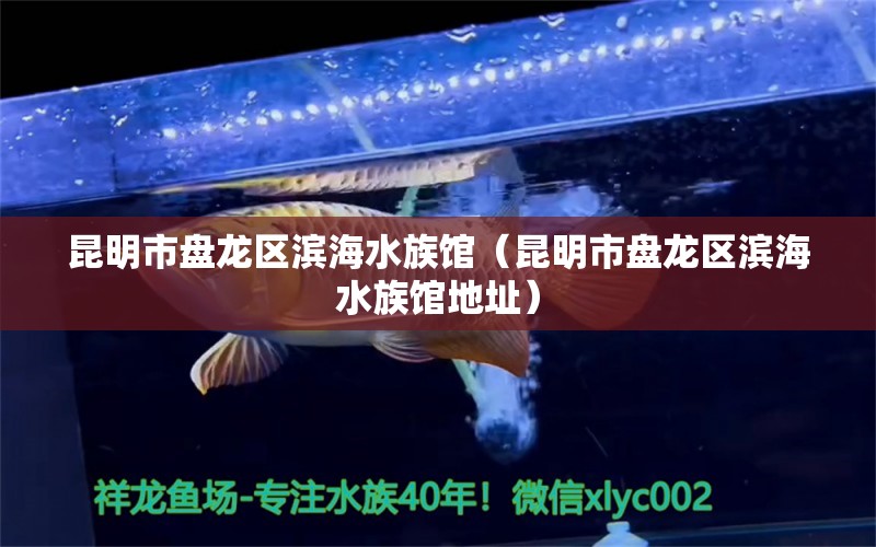 昆明市盘龙区滨海水族馆（昆明市盘龙区滨海水族馆地址）