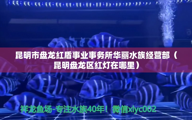 昆明市盘龙红盾事业事务所华丽水族经营部（昆明盘龙区红灯在哪里） 全国水族馆企业名录