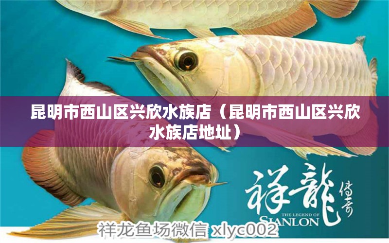 昆明市西山区兴欣水族店（昆明市西山区兴欣水族店地址）