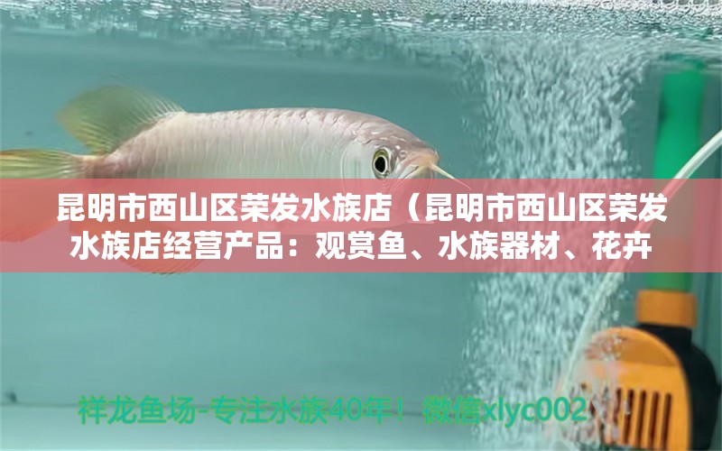 昆明市西山区荣发水族店（昆明市西山区荣发水族店经营产品：观赏鱼、水族器材、花卉 全国观赏鱼市场 第2张