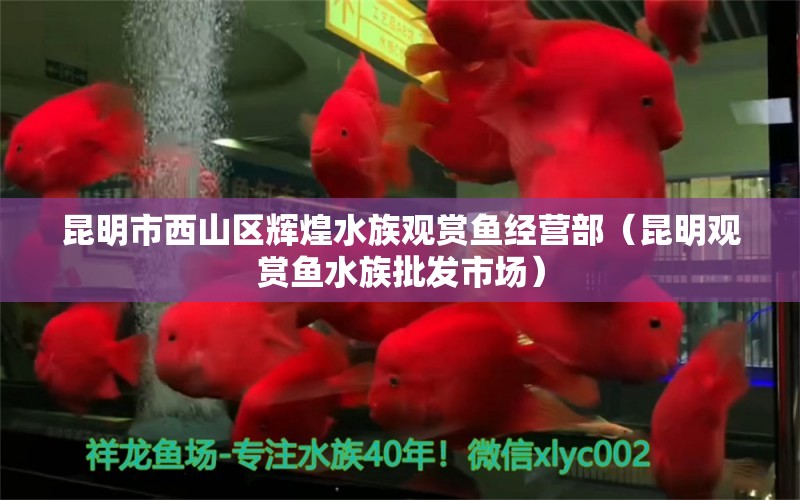 昆明市西山区辉煌水族观赏鱼经营部（昆明观赏鱼水族批发市场）