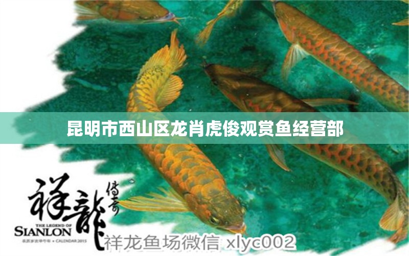 昆明市西山区龙肖虎俊观赏鱼经营部 全国水族馆企业名录