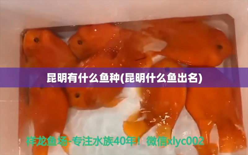 昆明有什么鱼种(昆明什么鱼出名)