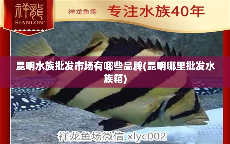 昆明水族批发市场有哪些品牌(昆明哪里批发水族箱)